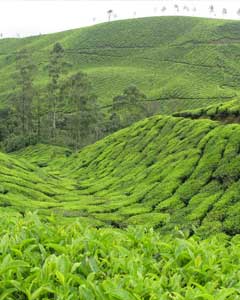 Kerala Tea Estate